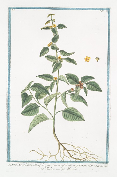 Malva Americana, Ulmifolia, floribus conglobatis ad foliorum alas – Malva – Mauve. (False mallow)