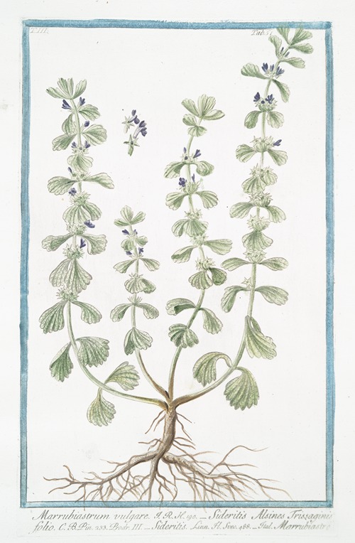 Marrubiastrum vulgare – Sideritis Alsines Trissaginis folio – Sideritis – Marrubiastro. (Ironwort)