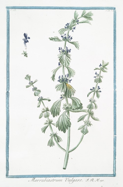 Marrubiastrum vulgare. (enlarged version, of Ironwort)