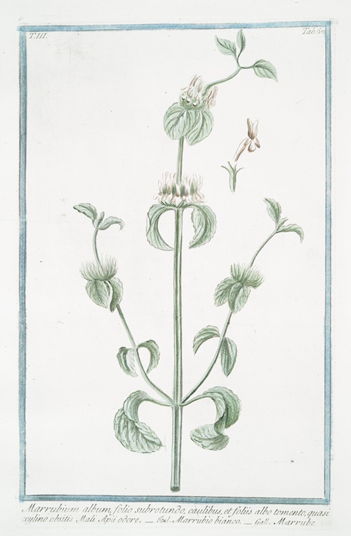 Marrubium album, folio subrotundo, caulibus, et foliis albo tomento, quasi xylino obsitis, Mali Apü odore – Marrubio bianco – Marrube. (White Horehound)
