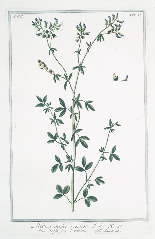 Medica major erectior – Trifoglio torchino – Luserne. (Medicago sativa, Alfalfa)