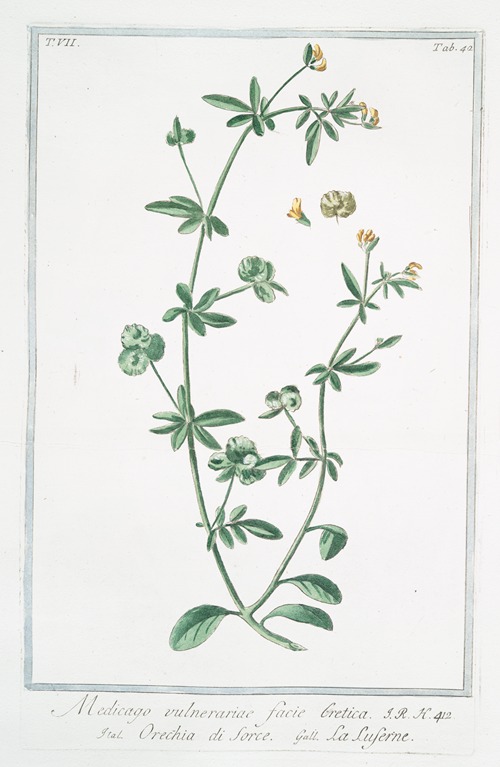 Medicago vulnerariae facie Cretica – Orechia di sorce – La Luserne