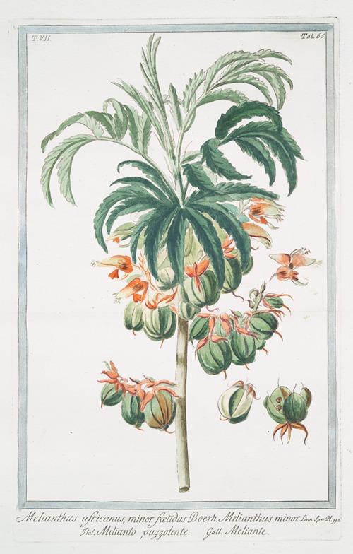 Melianthus africanus, minor foetidus – Boerh. Melianthus minor – Milianto puzzolente – Meliante