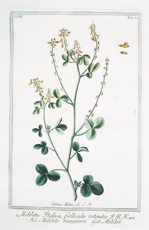 Melilotus Italica, folliculis rotondis – Meliloto maggiore – Melilot. (Sweet clover from Italy)