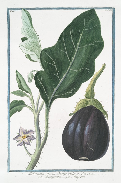 Melongena, fructu oblongo, violaceo – Marignano – Mayenne. (Mad apple)