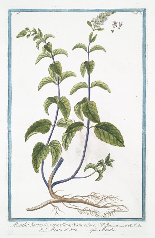 Mentha hortensis, verticillata, Ocimi odore – Menta d’Orto – Menthe. (Garden mint)