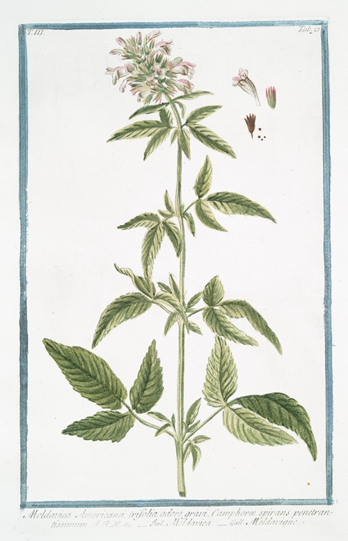Moldavica Americana trifolia odore gravi, Camphoræ spirans penetrantissimum – Moldavica – Moldavique. (Moldavian balm)