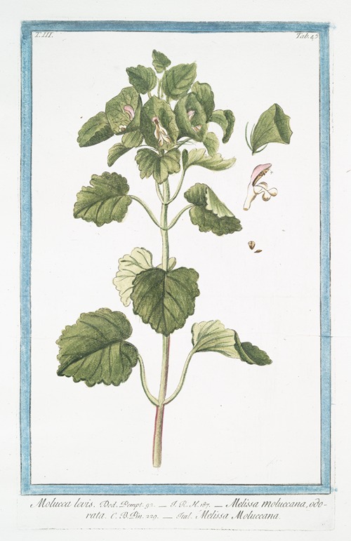 Molucca levis – Melissa Moluccana, odorata, Melissa Moluccana