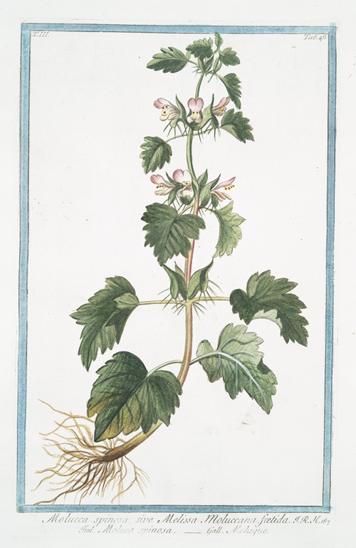 Molucca spinosa, sive Melissa Moluccana, foetida – Moluca spinosa – Moluque. (Spiny Molucca)