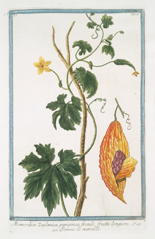 Momordica Zeylanica, pampinea fronde, fructu longiore – Pomme de merveille. (Bitter gourd from Sri Lanka)