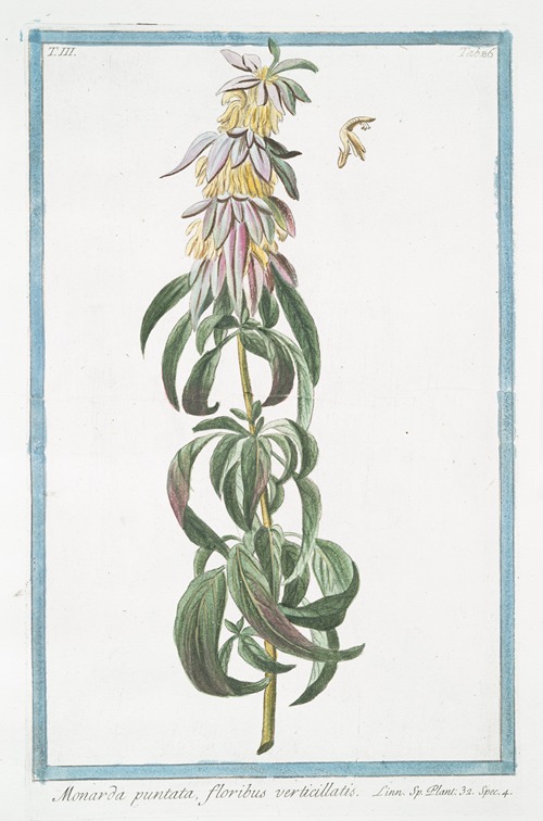 Monarda puntata, floribus verticillatis. (Spotted bee balm, Horse mint)