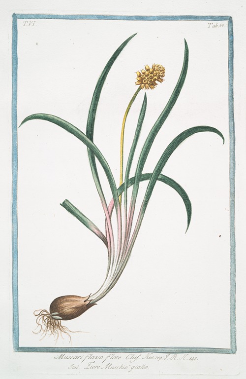 Muscari flavo flore Clus. – Fiore Muschio’ giallo. (Yellow hyacinth)