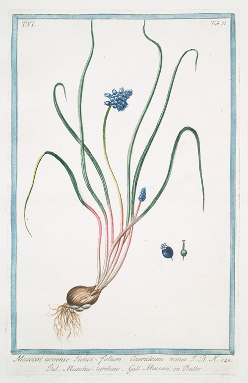 Muscari, arvense, iunci, folium, caeruleum minus – Muschio turchino – Muscari, ou Bulbe. (Grape hyacinth bulb)