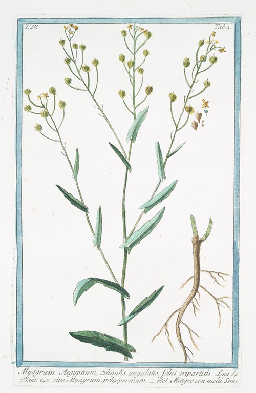 Myagrum Aegyptium, siliqulatis, foliis tripartitis, sive Myagrum polyspermum – Miagro con molti semi