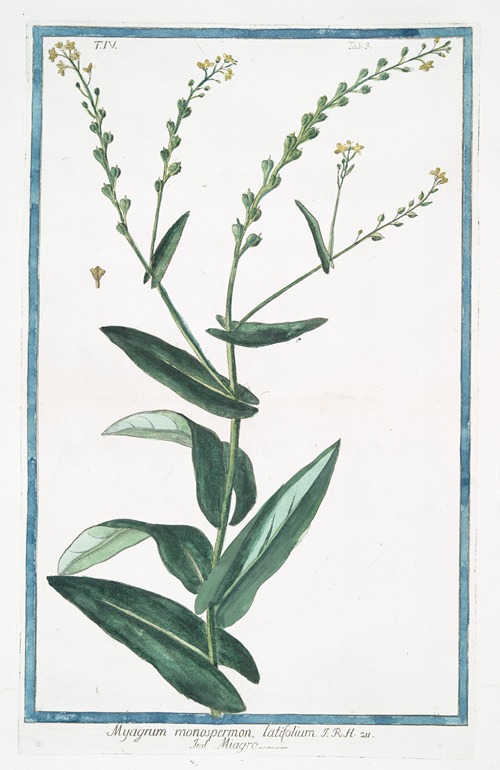 Myagrum monospermon, latifolium – Miagro. (Bird’s eye cress-)