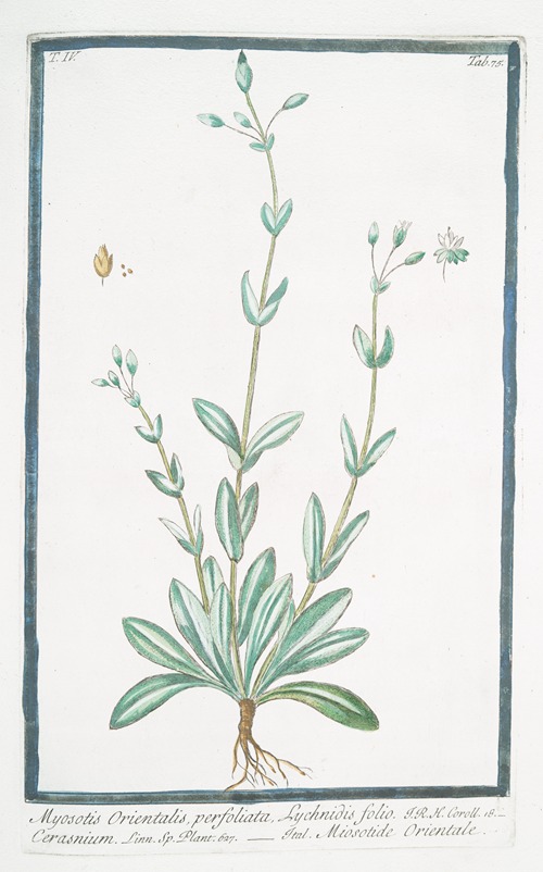 Myosotis Orientalis, perfoliata, Lychnidis folio – Cerasnium – Miosotide Orientale. (Forget-me-not)