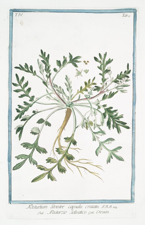 Nasturtium Silvestre, capsulis cristatis – Nasturzio Salvatico – Cresson. (Wild watercress)