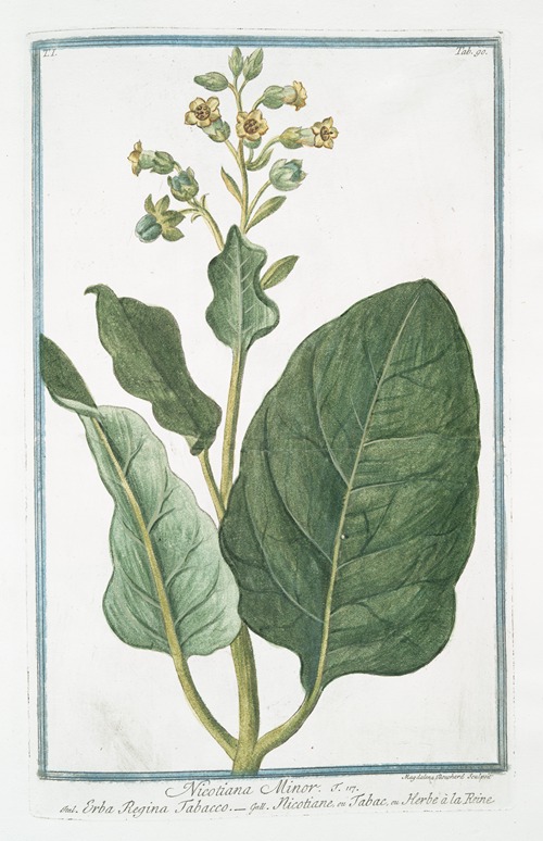 Nicotiana Minor – Erba Regina Tabacco – Nicotiane, ou Tabac, ou Herbe à la Rhine. (Tobacco)