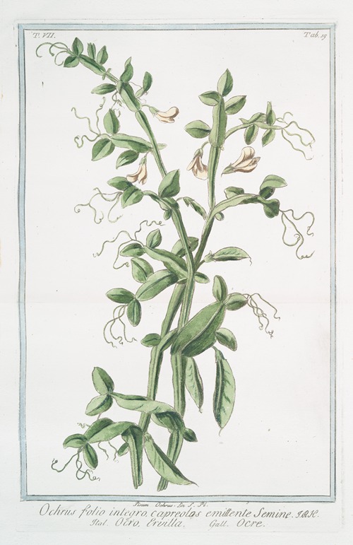 Ochrus, folio integro, capreolos emittente semine – Ocro ervilla – Ocre