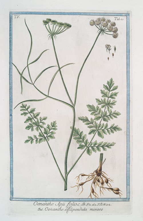 Oenanthe Apii folii – Oenanthe, o filipendula minore. (Water dropwort)