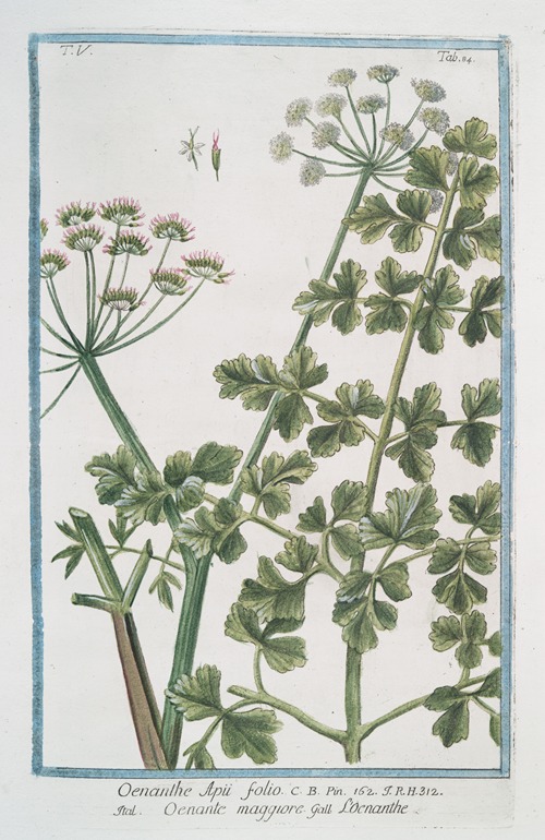 Oenanthe Apii folio – Oenante maggiore – Loenanthe. (Water dropwort)