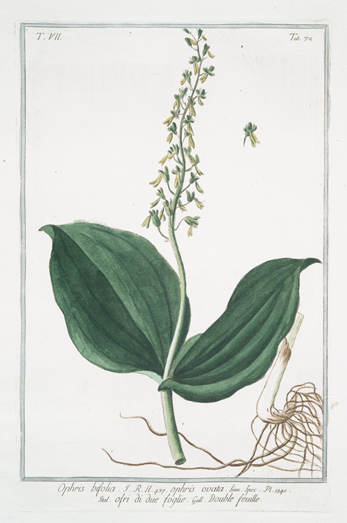 Ophris, bifolia – Ophris ovata – Ofri di due foglie – Double feuille. (Two-leaved Ophrys)