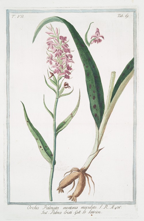 Orchis Palmata montana maculata – Palma Cristi – Le Satirion. (early purple orchis)