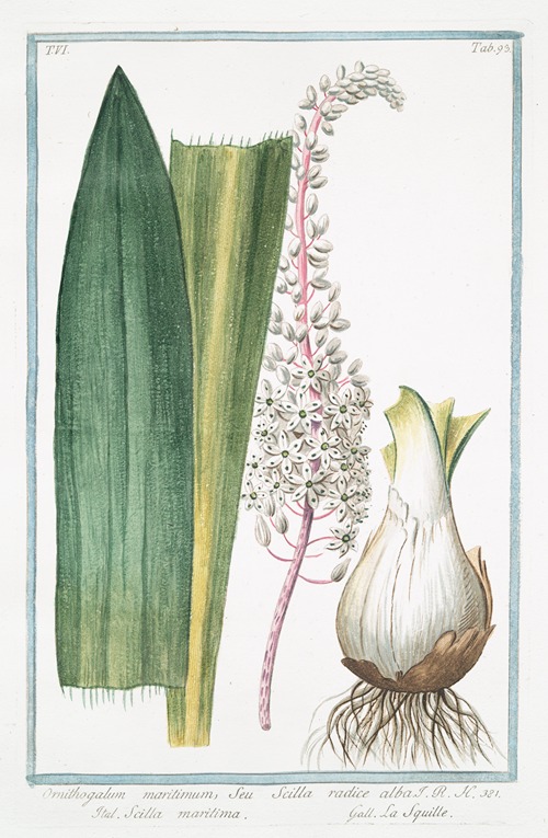 Ornithogalum maritimum, seu Scilla radice alba – Scilla maritima – La Sqiulle. (Star-of-Bethlehem from the sea)