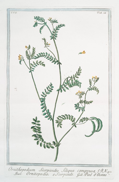 Ornithopodium Scorpioides, siliqua compressa – Ornitopodio, e Scorpioide – Pied d’Oiseau. (yellow crownvetch; annual scorpion vetch)