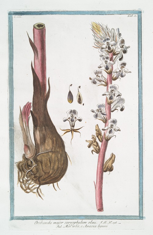 Orobanche major caryophylum olens – Malerba, e Amazza legumi. (Broomrape)