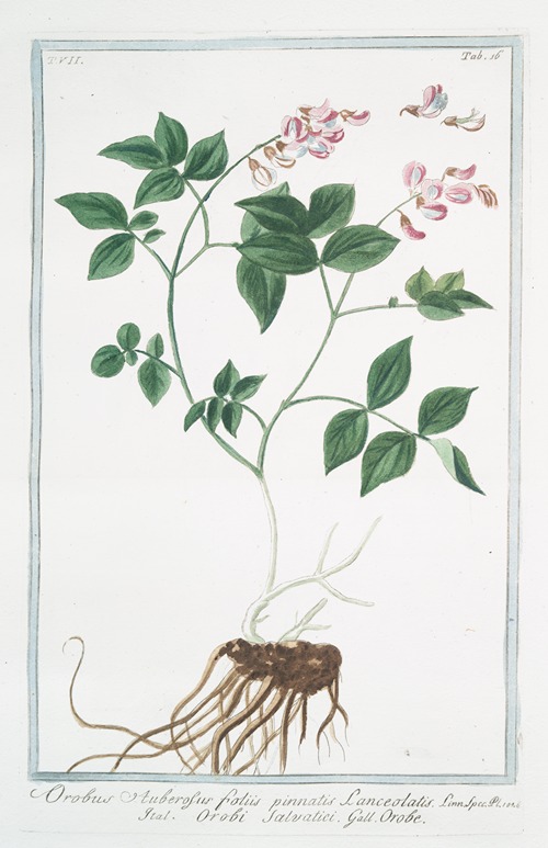 Orobus auberosus, foliis pinnatis lanceolatis – Orobi salvatici – Orobe