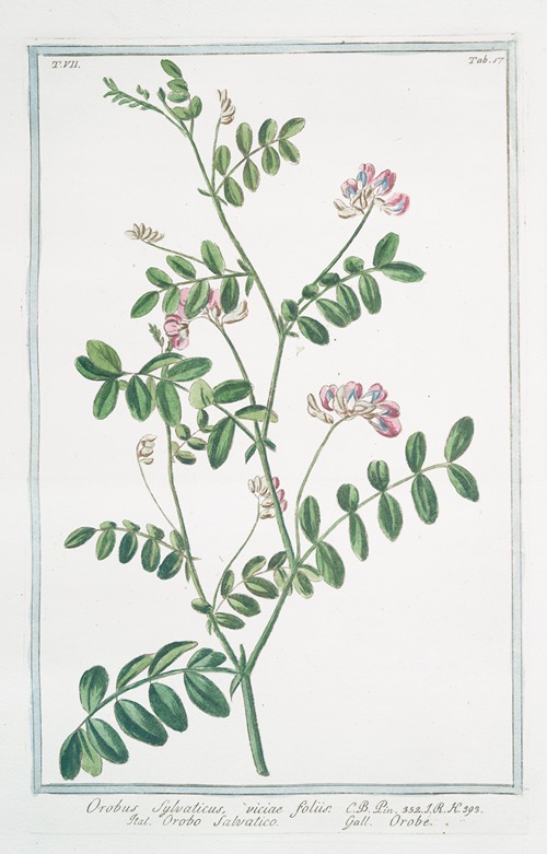 Orobus sylvaticus, viciae foliis – Orobo salvatico – Orobe