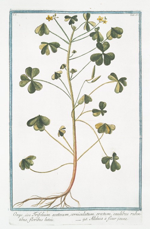 Oxys, sive Trifolium acetosum, corniculatum, erectum, caulibus rubentibus, floribus luteis – Alleluia à fleur jaune