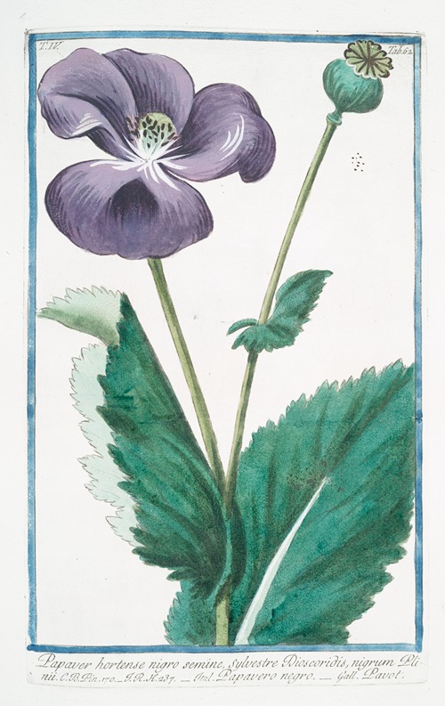 Papaver hortense nigro semine, sylvestre Discoridis, nigrum Plnii – Papavero negro. (Poppy)