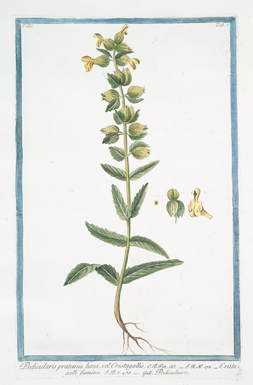 Pedicularis pratensis lutea, vel Cristagallis – Cristagalli foemina – Pediculaire. (Lousewort)