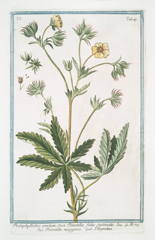 Pentaphylloides erectum, sive Potentilla foliis septenatis – Potentilla maggiore – L’Argentine. (Cinquefoil)