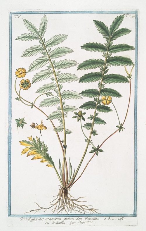 Pentophylloi-des argenteum alatum Seu Potentilla – Potemto;a – L’Argentine. (Silver cinquefoil)