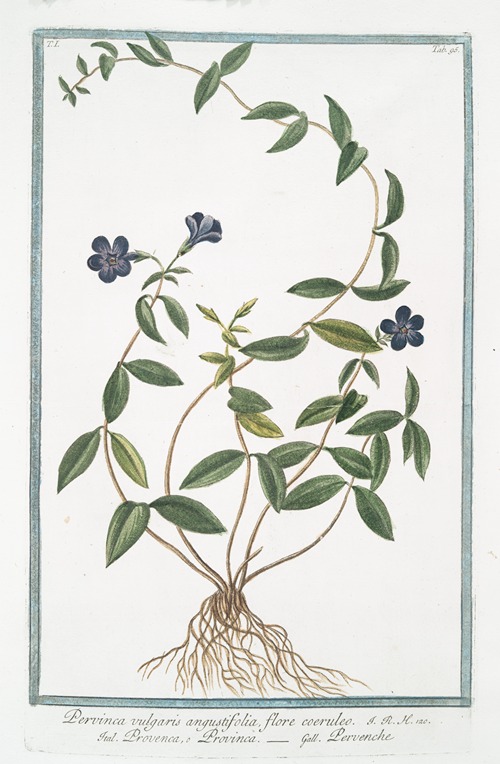 Pervinca vulgaris, angustifolia, flore coeruleo – Provenca, o Provinca – Pervenche. (Periwinkle)