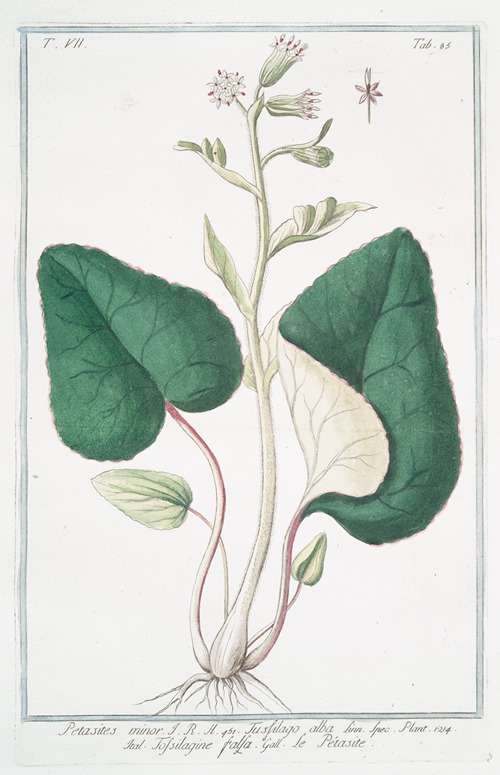 Petasites minor – Tussilago alba – Tossilagine falsa – Le Pétasite. (White butterbur)