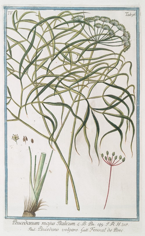 Peucedanum majus Italicum – Peucedano volgare – Fenouil de Porc. (Hog’s fennel)