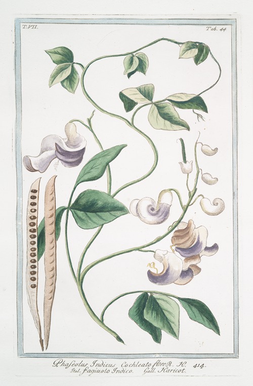 Phaseolus Indicus, cochleato flore – Fagiuolo Indico – Haricot