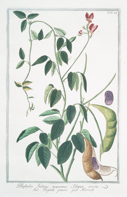 Phaseolus Indicus, maximus siliqua erecta – Fagioli grossi – Haricot. (Indian kidney bean)