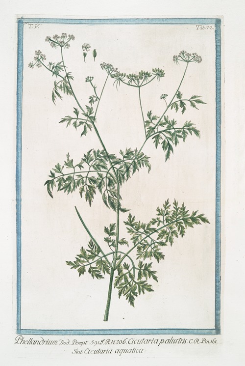 Phellandrium – Cicutaria palustris – Cicutaria aquatica. (Water dropwort, Fine-leaved Water-hemlock)