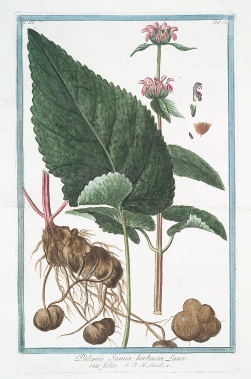 Phlomis Samia, herbacea, Lunariæ folio. (Sage)
