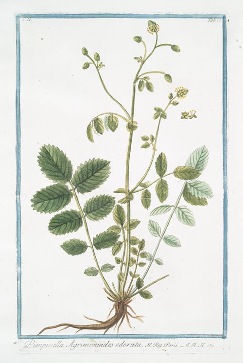 Pimpinella Agrimonioides odorata
