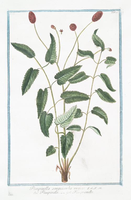 Pimpinella sanguisorba major – Pimpinella – Pimprenelle. (Salad Burnet. Burnet Saxifrage)