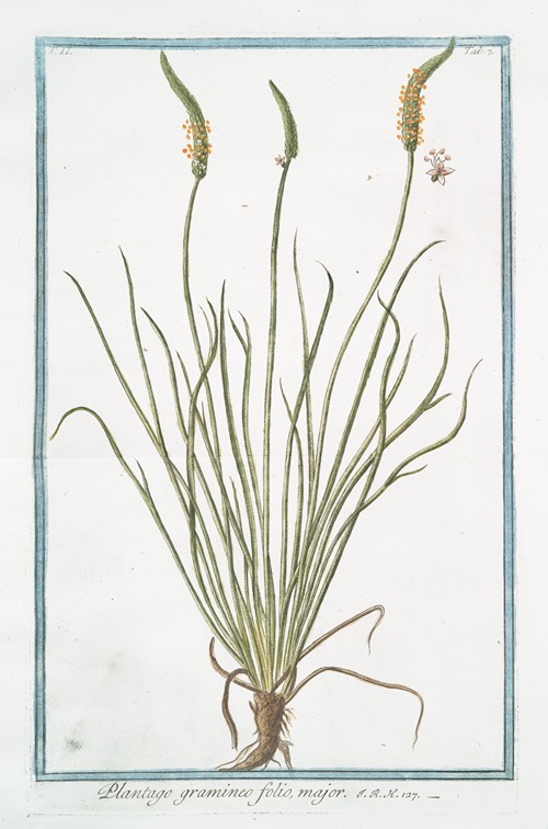 Plantago gramineo folio, major