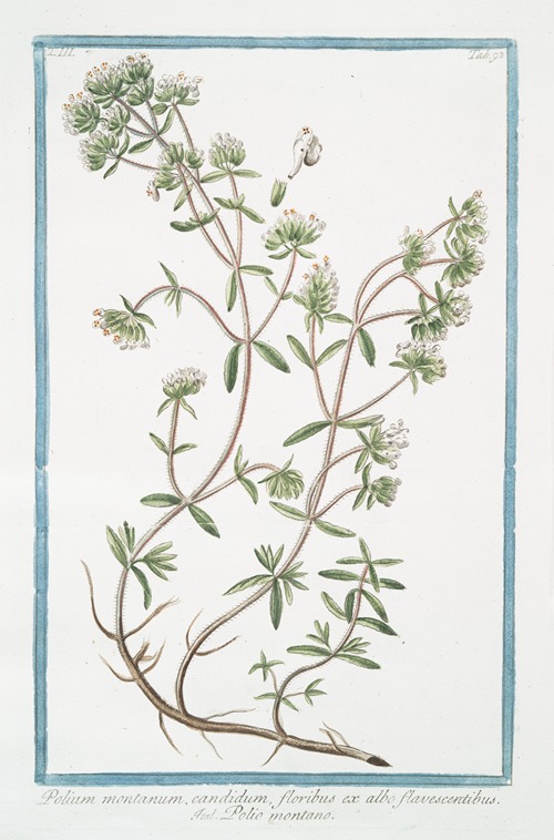 Polium montanum, candidum, floribus ex albo flavescentibus – Polio montano. (Poly-mountain, Mountain Germander)
