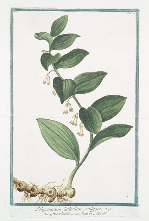 Polygonatum latifolium, vulgare – Gompccjoettp – Seau de Salomon. (Solomon’s Seal)