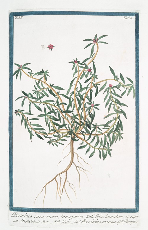 Portulaca Carassavica, lanuginosa, Kali folio, humilior, et supina – Porcacchia marina – Pourpier. (Purslane)